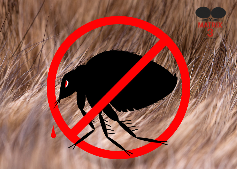 خدمة مكافحة البراغيث