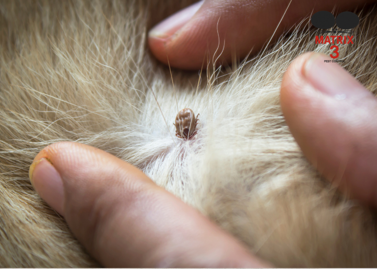 مكافحة القراد