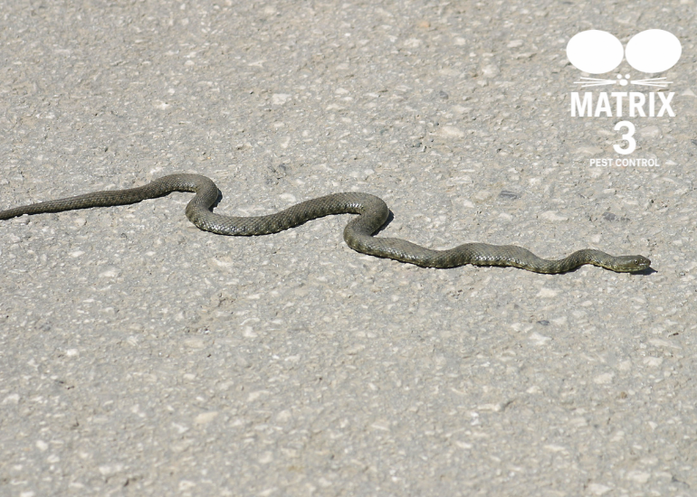 مكافحة الثعابين