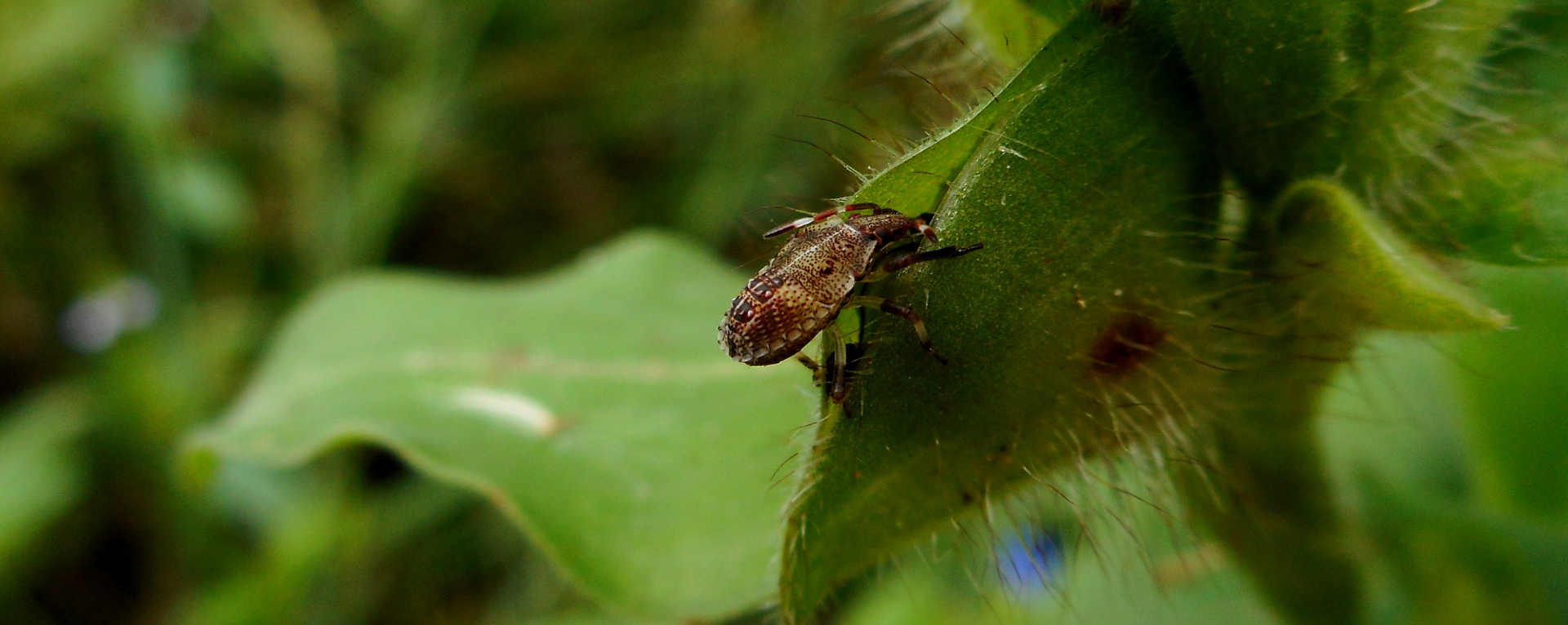 مكافحة الصراصير بفعالية