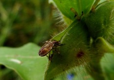 منشور شائع 1