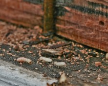 منشور شائع 1