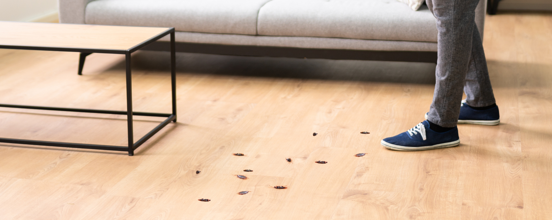 Effective cockroach control