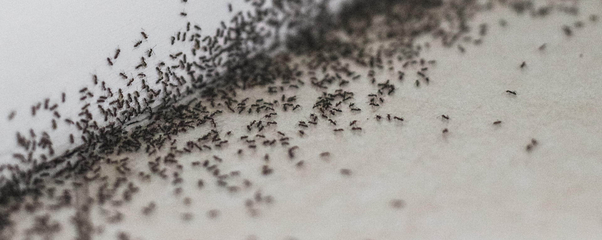 Practical steps for ant control