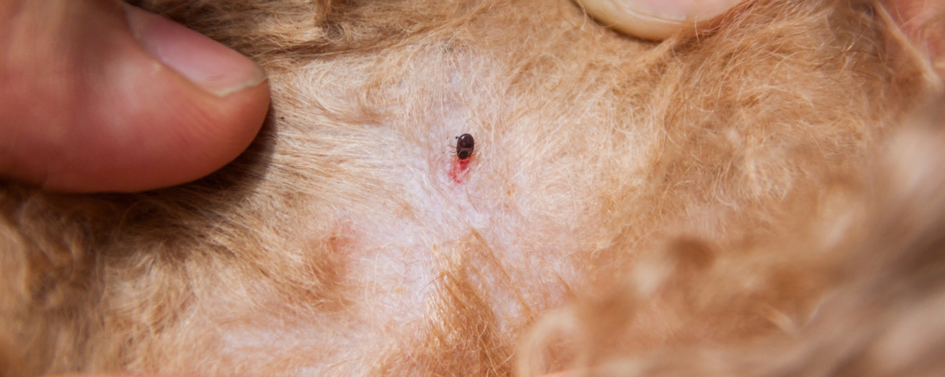 The danger of fleas on pets