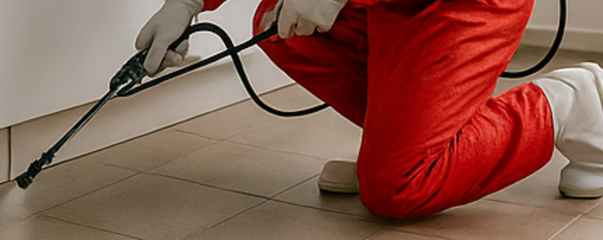 Kitchen pest control