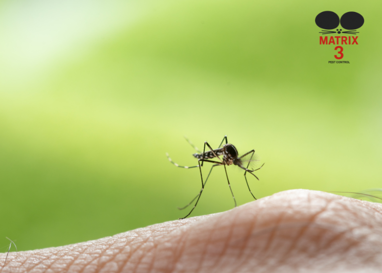 خدمة مكافحة البعوض